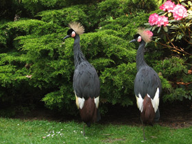 Фото Венценосный журавль