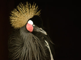 Фото Венценосный журавль