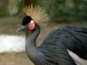 Фото Венценосный журавль