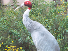 Фото Индийский журавль