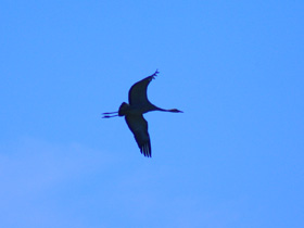 Смотреть фото Серый журавль Фото Серый журавль