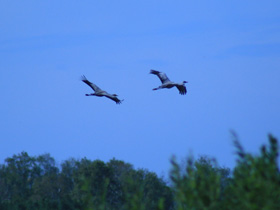 Смотреть фото Серый журавль Фото Серый журавль