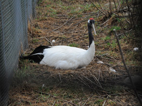 Фото Японский журавль