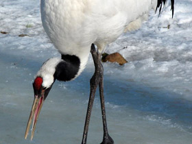 Фото Японский журавль