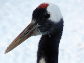 Фото Японский журавль
