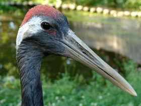 Фото Японский журавль