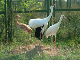 Смотреть фото Стерх Фото Стерх