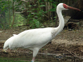 Смотреть фото Стерх Фото Стерх