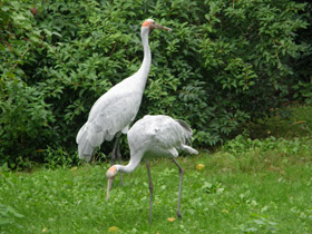 Фото Австралийский журавль