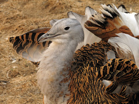 Смотреть фото Дрофа: драма «русского страуса» Фото Дрофа: драма «русского страуса»