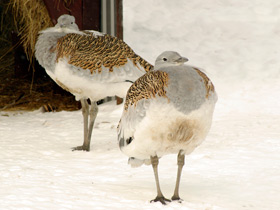 Смотреть фото Дрофа: драма «русского страуса» Фото Дрофа: драма «русского страуса»