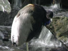 Фото Трубачи