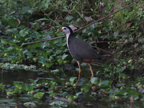 Фото Белогрудый погоныш