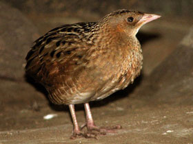 Смотреть фото Коростель Фото Коростель