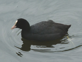 Фото Лысуха