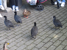 Фото Лысуха