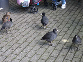 Фото Лысуха