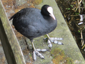 Фото Лысуха