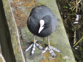 Фото Лысуха