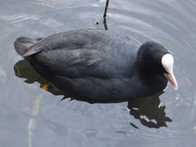 Фото Лысуха