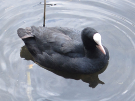 Фото Лысуха