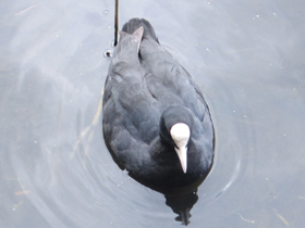 Фото Лысуха