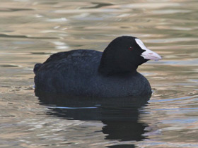 Фото Лысуха