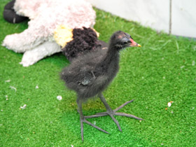 Фото Камышница