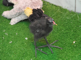 Фото Камышница