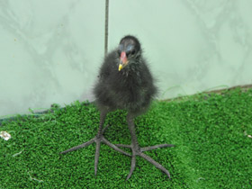 Фото Камышница