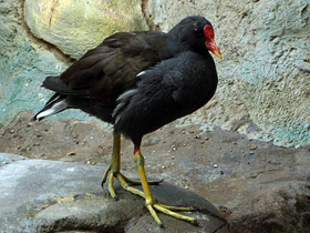 Фото Камышница