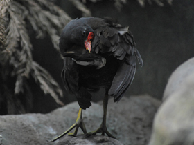 Фото Камышница