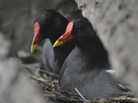 Фото Камышница