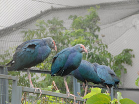 Фото Султанка