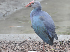 Фото Султанка