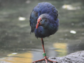 Фото Султанка