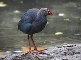 Фото Султанка