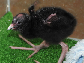 Фото Султанка