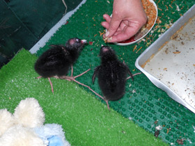 Фото Султанка