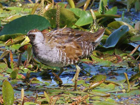 Фото Каролинский пастушок