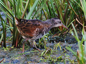 Смотреть фото Центральноамериканский пастушок Фото Центральноамериканский пастушок