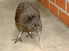 Фото Киви: птица из ящика