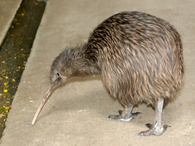 Фото Киви: птица из ящика