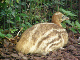 Фото Шлемоносный казуар