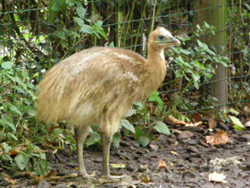 Фото Шлемоносный казуар