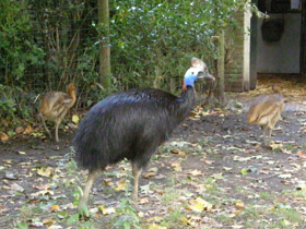 Фото Шлемоносный казуар