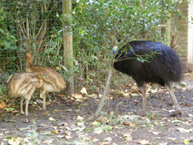 Фото Шлемоносный казуар