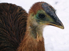 Фото Шлемоносный казуар