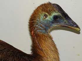 Фото Шлемоносный казуар