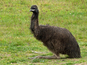 Смотреть фото Эму Фото Эму